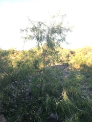 Chilopsis linearis arcuata