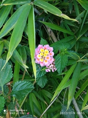 Lantana