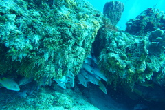 Lutjanus griseus