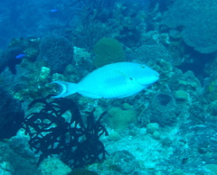 Sparisoma chrysopterum