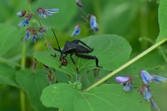 Acanthocephala femorata
