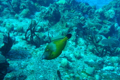 Cantherhines macrocerus