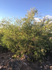 Chilopsis linearis arcuata