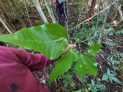 Sterculia quadrifida