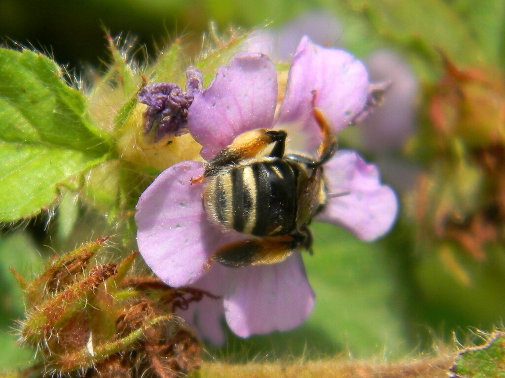 Exomalopsis pulchella