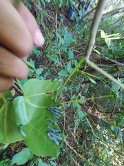 Sterculia quadrifida
