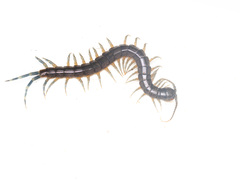 Rhysida carinulata
