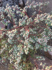 Euphorbia pediculifera