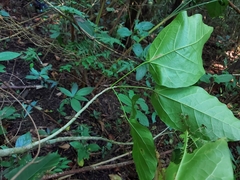 Sterculia quadrifida