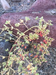 Euphorbia pediculifera