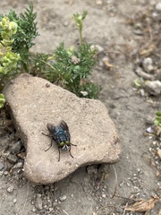 Sarconesiopsis magellanica