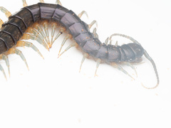 Rhysida carinulata