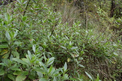 Ageratina glabrata