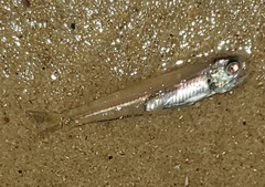 Anchoa mitchilli