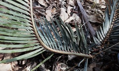 Macrozamia spiralis