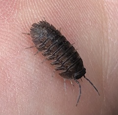 Armadillidae