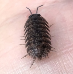Armadillidae