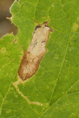 Phyllonorycter celtisella