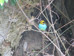 Tangara cyanoventris