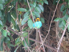 Tangara cyanoventris