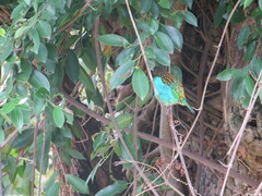 Tangara cyanoventris