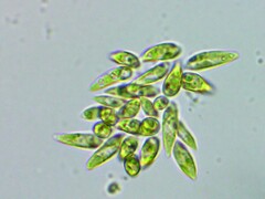 Chlorophyceae