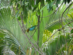 Tangara cyanoventris