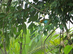 Tangara cyanoventris