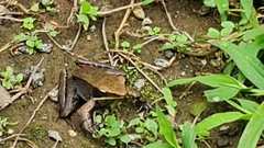 Lithobates warszewitschii