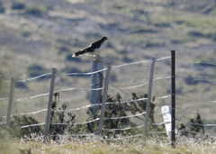 Daptrius albogularis