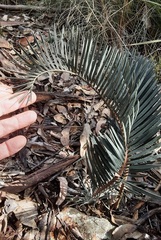Macrozamia spiralis