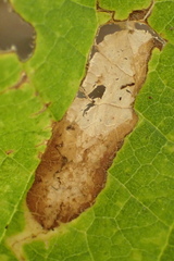 Phyllonorycter celtisella