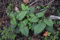 Lepechinia caulescens