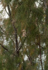 Tamarix chinensis