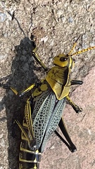 Taeniopoda tamaulipensis