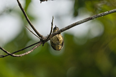 Picumnus olivaceus