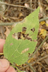 Phyllonorycter celtisella