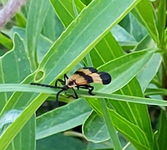 Calopteron