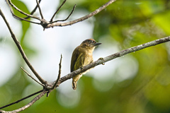 Picumnus olivaceus