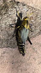 Taeniopoda tamaulipensis