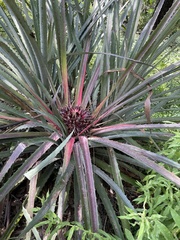Bromelia karatas