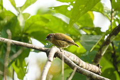 Picumnus olivaceus