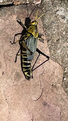 Taeniopoda tamaulipensis