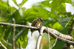 Picumnus olivaceus