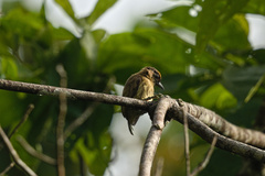 Picumnus olivaceus