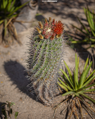 Ferocactus