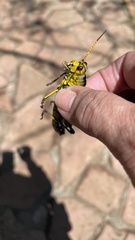 Taeniopoda tamaulipensis