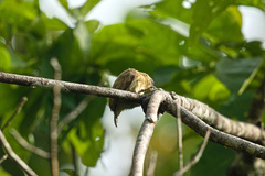 Picumnus olivaceus