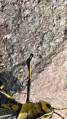 Taeniopoda tamaulipensis