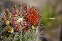 Ferocactus